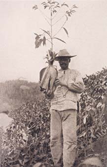 Peón con cafeto para transplantar, Antioquia, ca. 1920. Tomado de Colombia a través de la fotografía 1842-2010, Taurus, 2011.